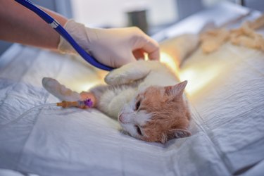 Checking Heartbeat Of Lying Cat After Surgery On Operation Table