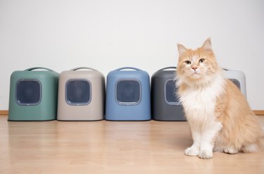 cat sitting in front of multiple litter boxes