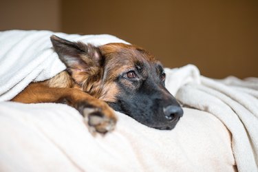 Cute German Shepherd in a blanket on bed.