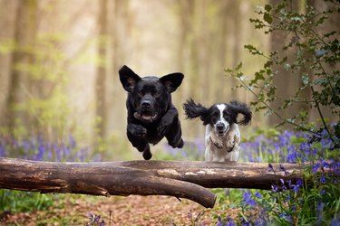 Black Labrador and spaniel dogs jumping over a log in the woods