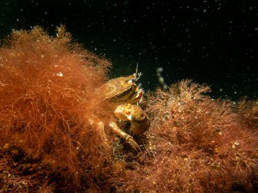 A close-up picture of a crab among seaweed