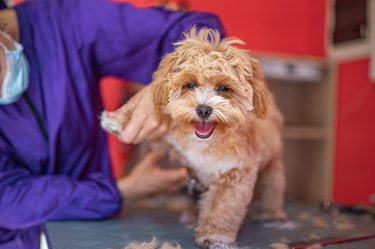 Cute puppy at a dog groomer