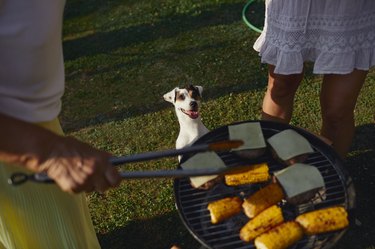 Dog in between two people and looking excitedly at an outdoor grill with burgers and corn
