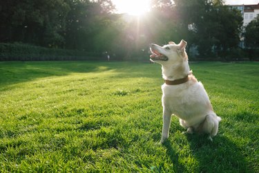 disabled mixed-breed dog playing in public park