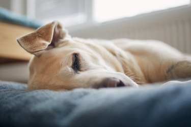 Satisfied Dog Sleeping On Pet Bed. Tired Old Labrador Retriever At Home.