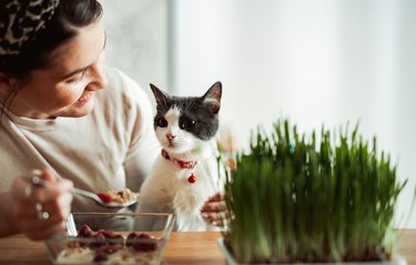 Woman having breakfast and holding her cat at a table with cat grass