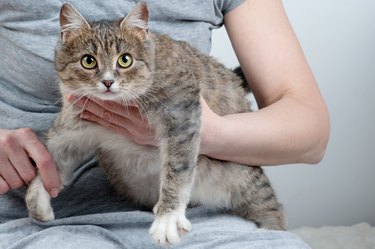 Cat in the hands of the owner.Pregnant animal.