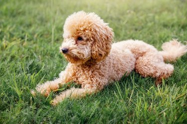 Mini Toy Poodle with Golden Brown Fur on a green grass background.