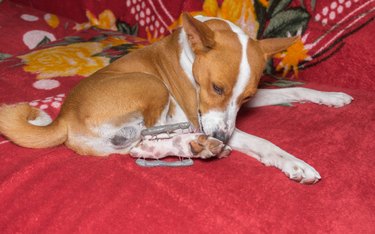 Basenji dog licking a metal brace on his hind paw