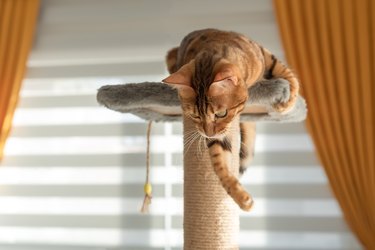 A domestic cat plays on the top of a scratching post.