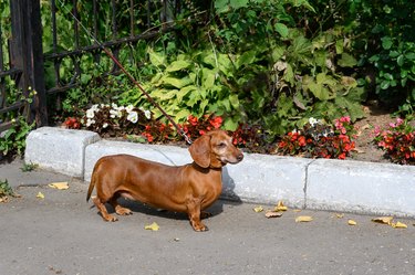 A small brown dog dachshund on a leash is waiting for the owner near the store on the street.