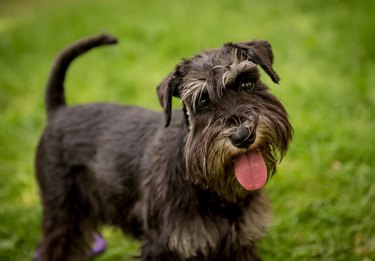 Portrait of cute miniature schnauzer at the park.