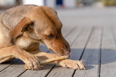 Brown stray dog eating bone in a sidewalk