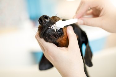 Groomer cleaning dog's teeth with toothbrush