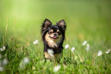 Summer. A Chihuahua dog in a Sunny clearing. Hot day.