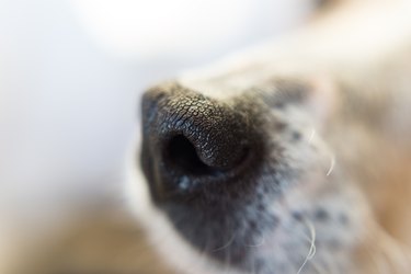 Close-up of a  dog nose
