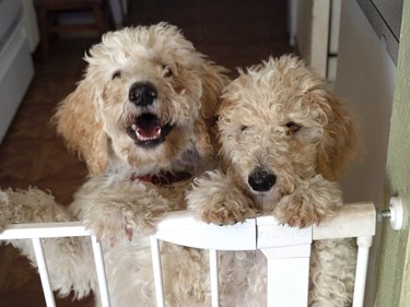 Two poodle puppies at baby gate