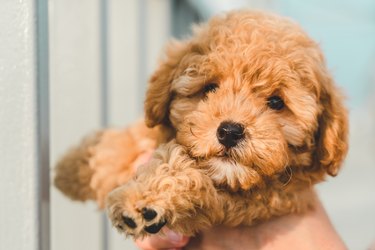 Brown Puppy Poodle Dog Pet