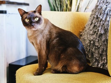 Burmese cat sitting on a yellow armchair and looking at the camera.