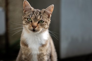 Close-up portrait of tabby cat