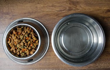 Bacteria Alert: Why You Need to Keep Your Dirty Dog Bowls Clean