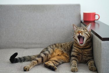A Domestic Gray Tabby Cat With An Orange Nose Sits On The Couch And Yawns. Next To It Is A Mug Of tea or coffee.