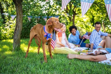 Dog and group of people celebrating Fourth of July outside
