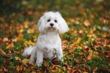 White Maltese dog walking trough the forest in autumn. Short haircut  female Maltese mix dog