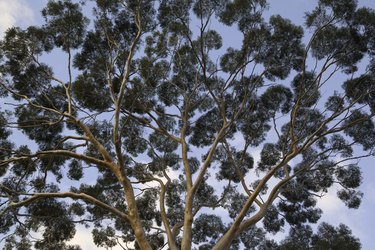Eucalyptus tree trunk canopy, evening, Australia