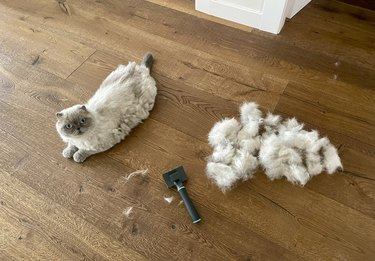 Brushed Cat Lying on the Floor and Looking at Camera