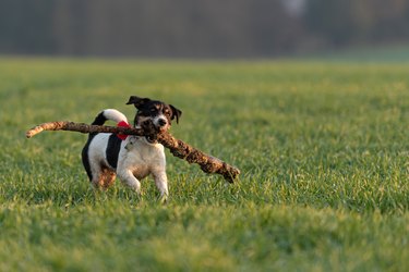 Small cute happy size madness Jack Russell Terrier dog carries a large branch on a green meadow