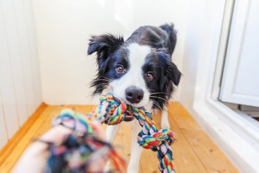 Funny portrait of cute smilling puppy dog border collie holding colourful rope toy in mouth. New lovely member of family little dog at home playing with owner. Pet care and animals concept