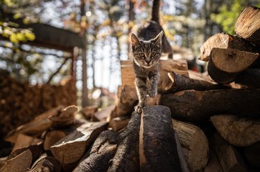 Curious cute cat standing on stacked logs and looking at camera