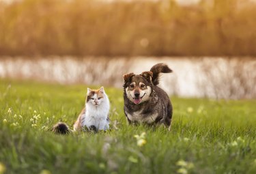 two cute furry friends striped cat and cheerful dog are walking in a sunny spring meadow