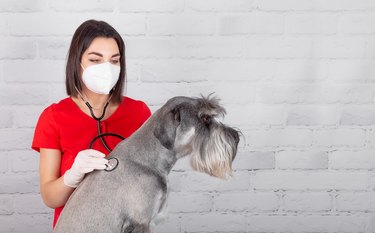 how long can gastroenteritis last in dogs