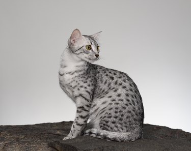 Egyptian mau cat looking off to the side.