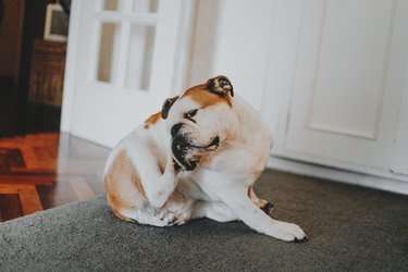 bulldog scratching his ear next to door