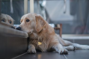 Dog at balcony looking at city view wishing to go for walk outside