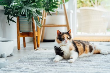 Pleased, well-fed multicolor cat lying near smart feeder gadget with water fountain and dry food dispenser in cozy home interior. Home life with pet. Healthy pet food diet concept. Selective focus.