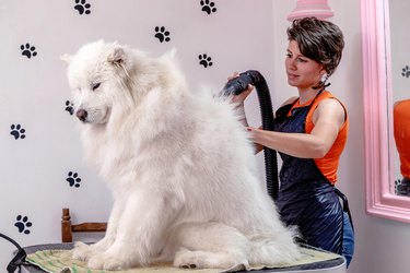 A professional groomer is air drying and brushing a Siberian Samoyed, White Husky.