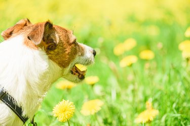 Jack Russell Terrier dog looking at yellow meadow with blossoming dandelion flowers