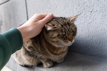 A man, a teenager strokes a lonely cat on a city street, on the sidewalk. Portrait of a sad abandoned or lost cat waiting and looking for its owner. A homeless, hungry, sterilized and vaccinated cat on the street. An untamed cat that ran away from home.