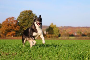 a funny mixed husky dog is running on a field