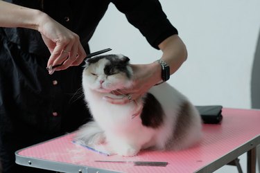 Professional cat groomer cutting a cat's fur with a pair of scissors.