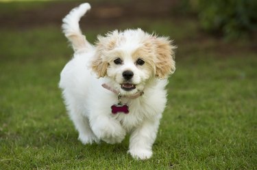 Cavachon Puppy Mixed Breed