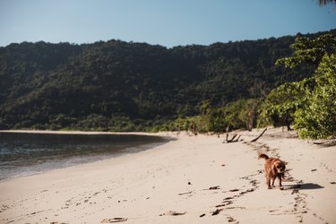 Purebred cavalier dog waling alone on the beach