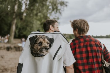 dog in backpack on hike