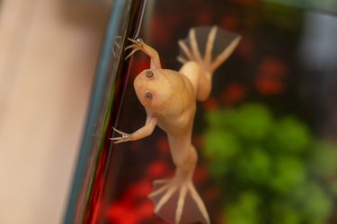 Clawed frog swims on the surface of the water