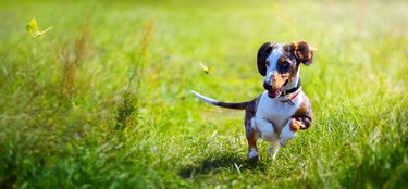 Dachshund puppy playing while walking in autumn park; sunny day in nature