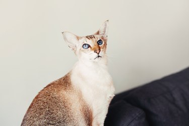 Colorpoint blue-eyed shorthair cat sitting on a couch.